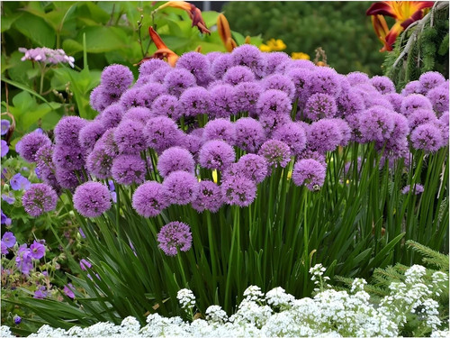 Allium millenium 1 - x,